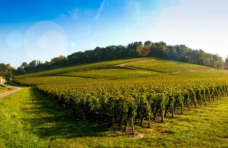 Bordeaux Tour Visita a duas regiões vinícolas em Bordeaux