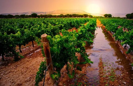 Madri Tour Enoturismo em Alcalá - Regular
