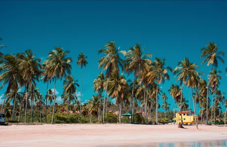 Ipojuca Tour Passeio de um dia em Maragogi - com saída de Porto de Galinhas