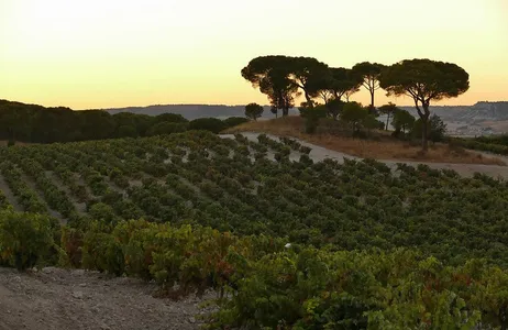 Madri Tour Private Ribera del Duero Tour from Madrid