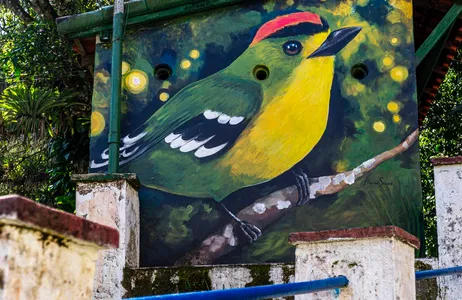 Guapimirim Tour Day use para observação de aves na Fazenda Colomi