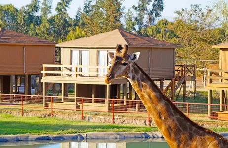 Santiago Tour COMBO: Traslado de ida + City Tour + Safari