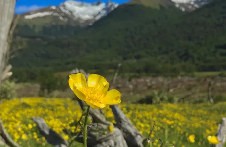 Ushuaia Tour Experiência no Glaciar Vinciguerra e na Lagoa dos Témpanos