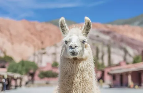 Cachi Tour Salta Combo: Tour to Cafayate + Humahuaca + Salinas Grandes + Cachi + Arrival and Departure Transfer + Free Walking Tour
