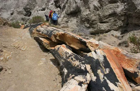 El Calafate Tour Floresta Petrificada La Leona: uma Viagem ao Passado