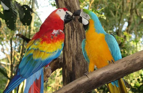 Puerto Iguazú Tour Combined package: Argentine Falls, Brazilian Falls and Bird Park, with airport transfers