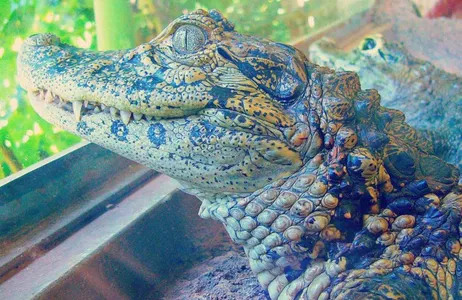 Puerto Iguazú Tour Explore the natural diversity at the Iguaçu Biocenter