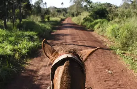 Puerto Iguazú Tour Explore the Jungle on Horseback: A Magical Horseback Ride in Iguaçu