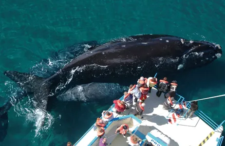 Puerto Madryn Tour Puerto Madryn: Full Day Península Valdés com observação de baleias em Puerto Piramides