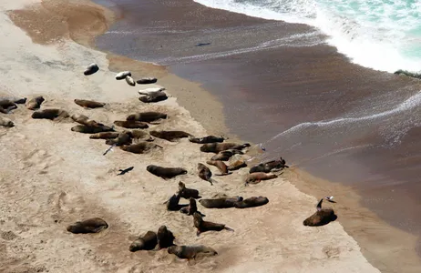 Puerto Madryn Tour Puerto Madryn: Excursão à Península Valdés Clásica