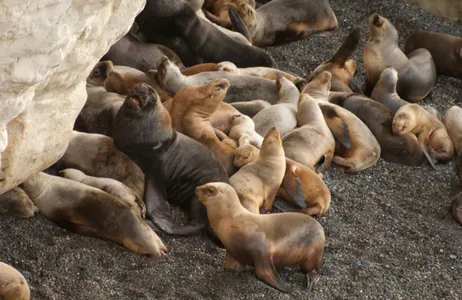 Puerto Madryn Tour Excursão Cerro Avanzado: um paraíso em Puerto Madryn