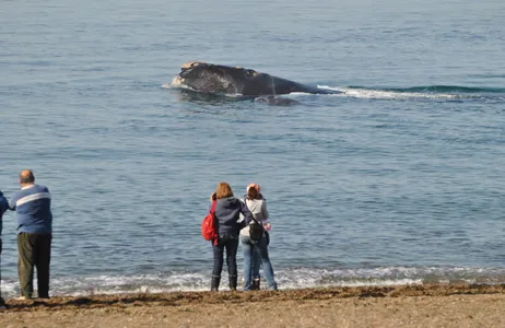 Puerto Madryn Tour Passeio Doradillo Adventure: Trekking e Observação Costeira de Baleias