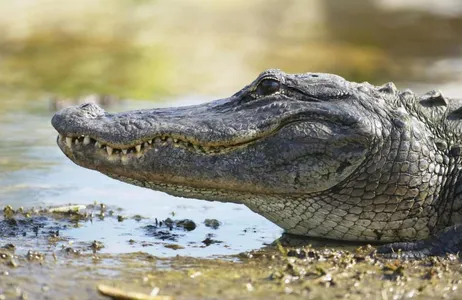 Miami Ticket Aerobarco em Everglades e barco pela Baía Biscayne