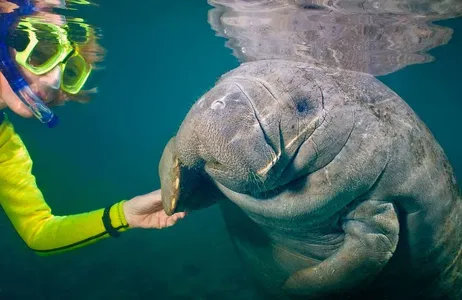 Orlando Tour Swim with Manatees, Snorkel, and Boat Tour - Full Day Tour