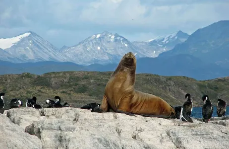 Ushuaia Tour Navigation through the Beagle Channel, Los Lobos Island and Bridges Islands