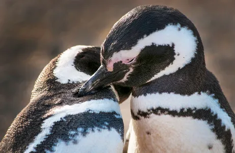 Punta Arenas Tour Magdalena Island Penguin Tour by Boat from Punta Arenas