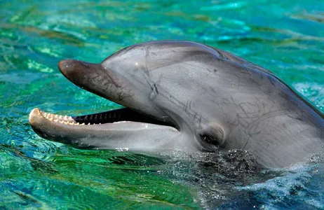 Orlando Tour Dolphin Encounter and Clearwater Beach