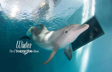 Orlando Tour The Legacy of Winter the Dolphin at Clearwater Beach