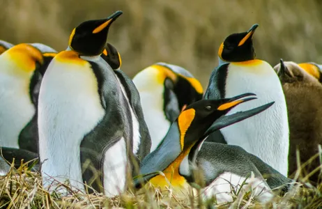Punta Arenas Tour King Penguin and Tierra del Fuego Tour