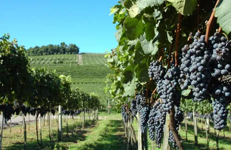 Gramado Ticket Vinícolas do Sul, Trem Maria Fumaça e Parque Epopeia Italiana