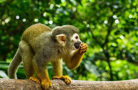 Punta Cana Tour Monkeyland Explorer Plus Zip Line Adventure