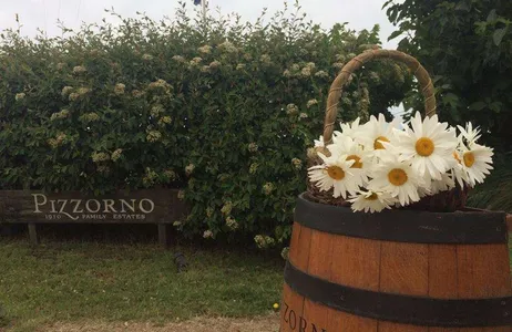 Montevideo Tour Visit to Bodega Pizzorno