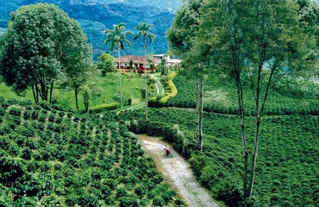 Armênia Tour Filandia Coffee Farm, Cocora Valley, and Salento Tour