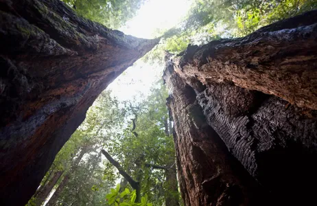 San Francisco Tour Muir Woods y Sausalito con crucero por la bahía