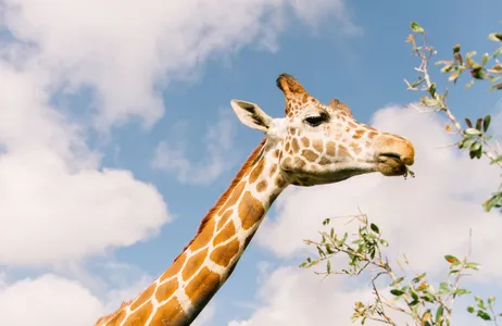 Orlando Tour Everglades Tourism and Safari Park in Central Florida