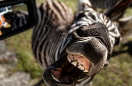 Orlando Tour The Ultimate Central Florida Everglades and Safari Park Tour