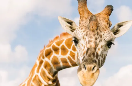 Orlando Tour Wild Florida Drive-Thru Safari Park Admission - Entry Only