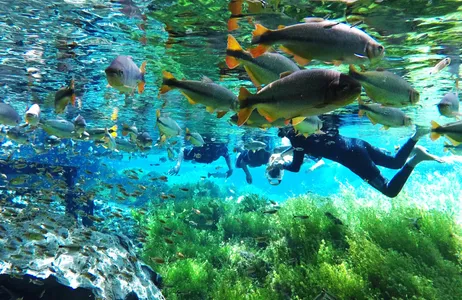 MS Tour Floating - Natural Aquarium