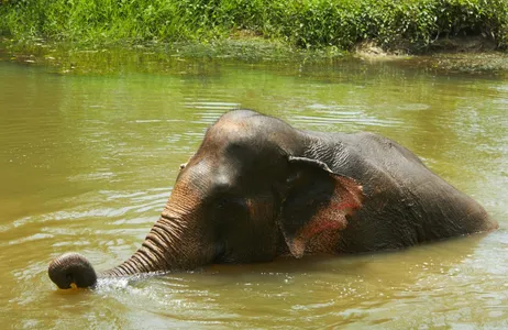 Phuket Tour Santuário de elefantes na selva - Experiência de meio dia
