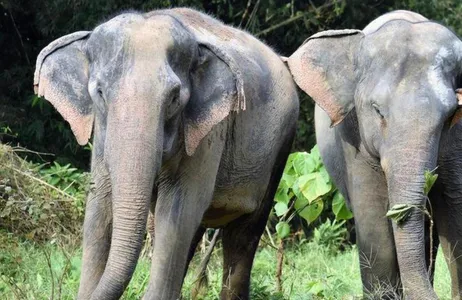 Phuket Tour Uma manhã com os elefantes