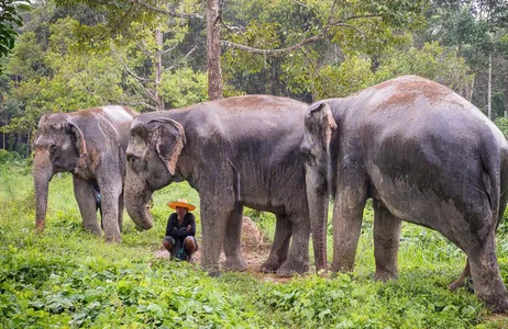 Phuket Tour Nas pegadas dos gigantes - Encontro com elefantes