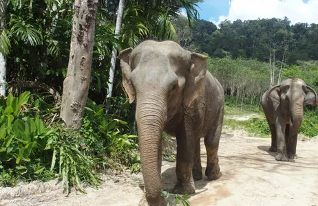 Phuket Tour Uma tarde com os elefantes
