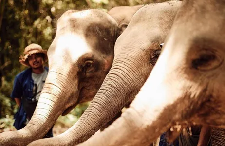 Ko Samui Tour Ethical Elephant Sanctuary