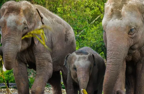 Ko Samui Tour Santuário de elefantes na selva - Experiência de meio dia