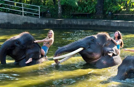 Bali Tour Elefantes tomam banho, café da manhã e passeio de buggy na selva