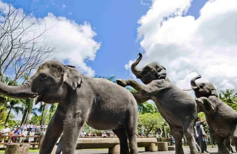 Bali Ticket Tratamento Intenso de Spa e Jantar com Elefante