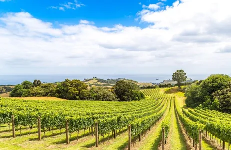 Auckland Tour Waiheke Island - passeio panorâmico de meio dia, vinho, almoço e tirolesa