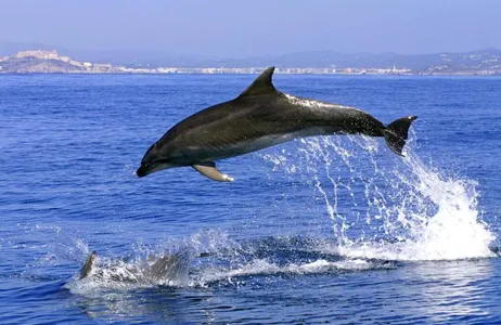 Estepona Ticket Dolphins in Gibraltar