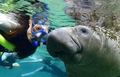 Orlando Tour Swim with Manatees, Wildlife Park, and Airboat Ride - The Original Florida Adventure Tour