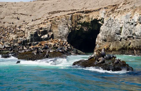 Lima Tour Lima: Palomino Islands, swim with sea lions in the Pacific Ocean