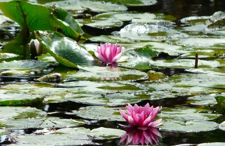 Paris Tour Visita audioguiada de dia inteiro aos jardins de Giverny Monet e ao Palácio de Versalhes, almoço incluído