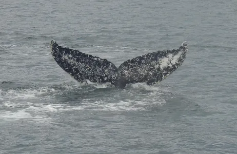 Punta Arenas Tour Whale, Penguin, and Glacier Sailing from Punta Arenas