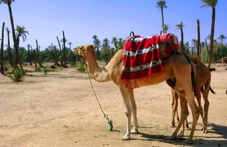 Marrakesh Tour Paseo en camello por el palmeral de Marrakech