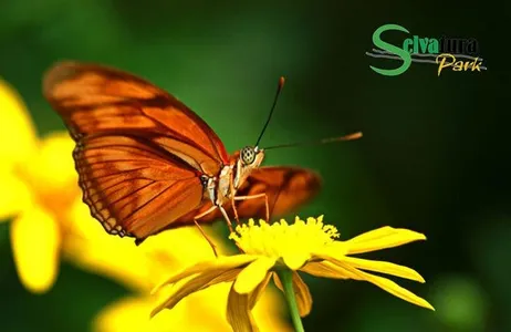 Puntarenas Tour Tirolesa Canopy e borboletas de Monteverde