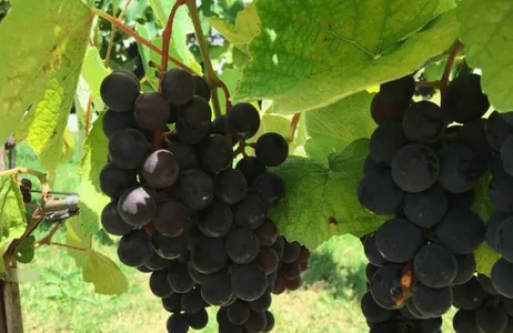 São Paulo Tour Art Of Wine ? Viaje pela Chamada Rota do Vinho Visitando Diversas Vinícolas