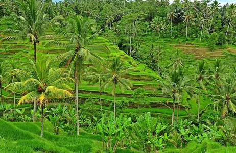 Bali Ticket Passeio Privado pela Superfície de Ubud